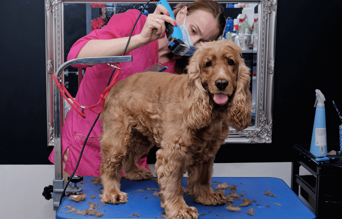 A dog standing on a grooming table during coat care