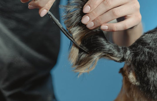 Professional dog groomer using scissors for precise detail work on a dog's coat