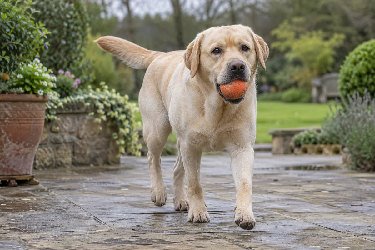 A Labrador Retriever enjoying a calm outdoor moment in natural light